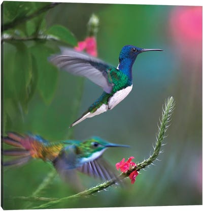 White-Necked Jacobin And Golden-Tailed Sapphire, Trinidad Canvas Art Print - The Art of the Feather