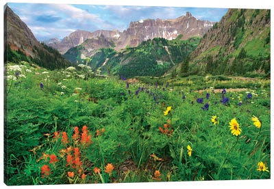Wildflowers In Yankee Boy Basin, San Juan Mts, Colorado Canvas Art Print - Colorado Art