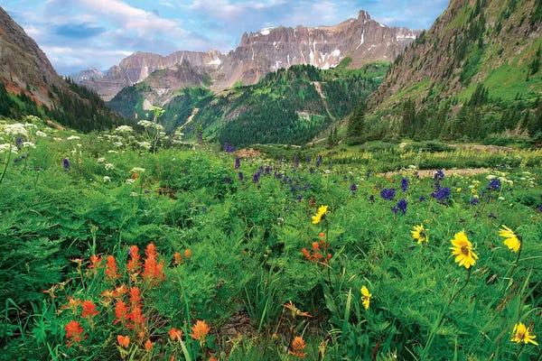 Colorado: Wildflowers In Yankee Boy Basin, San Juan Mts, Colorado by Tim Fitzharris