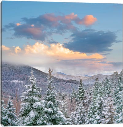 Winter Coniferous Forest, Aspen Vista, Santa Fe National Forest, New Mexico Canvas Art Print - Snowscape Art