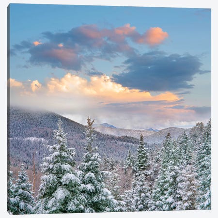 Winter Coniferous Forest, Aspen Vista, Santa Fe National Forest, New Mexico Canvas Print #TFI1488} by Tim Fitzharris Canvas Art Print