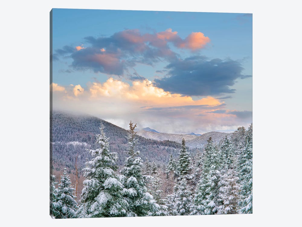 Winter Coniferous Forest, Aspen Vista, Santa Fe National Forest, New Mexico by Tim Fitzharris 1-piece Canvas Wall Art