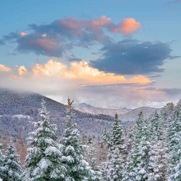 Evergreen Trees: Winter Coniferous Forest, Aspen Vista, Santa Fe National Forest, New Mexico by Tim Fitzharris