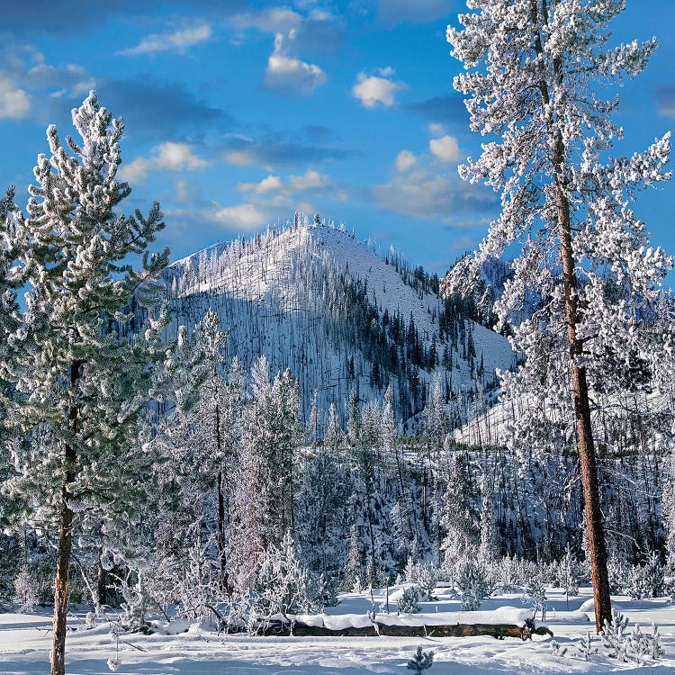 Winter In Yellowstone National Park, Wyoming