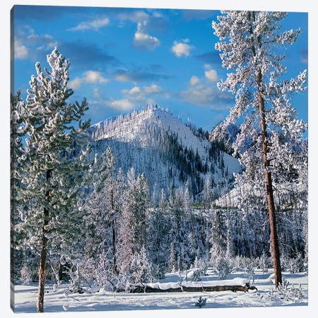 Winter In Yellowstone National Park, Wyoming Canvas Print #TFI1489} by Tim Fitzharris Canvas Art Print