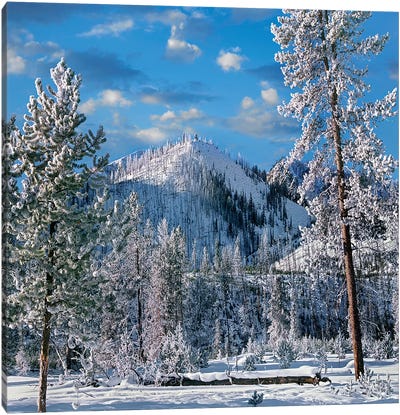 Winter In Yellowstone National Park, Wyoming Canvas Art Print - Yellowstone National Park Art