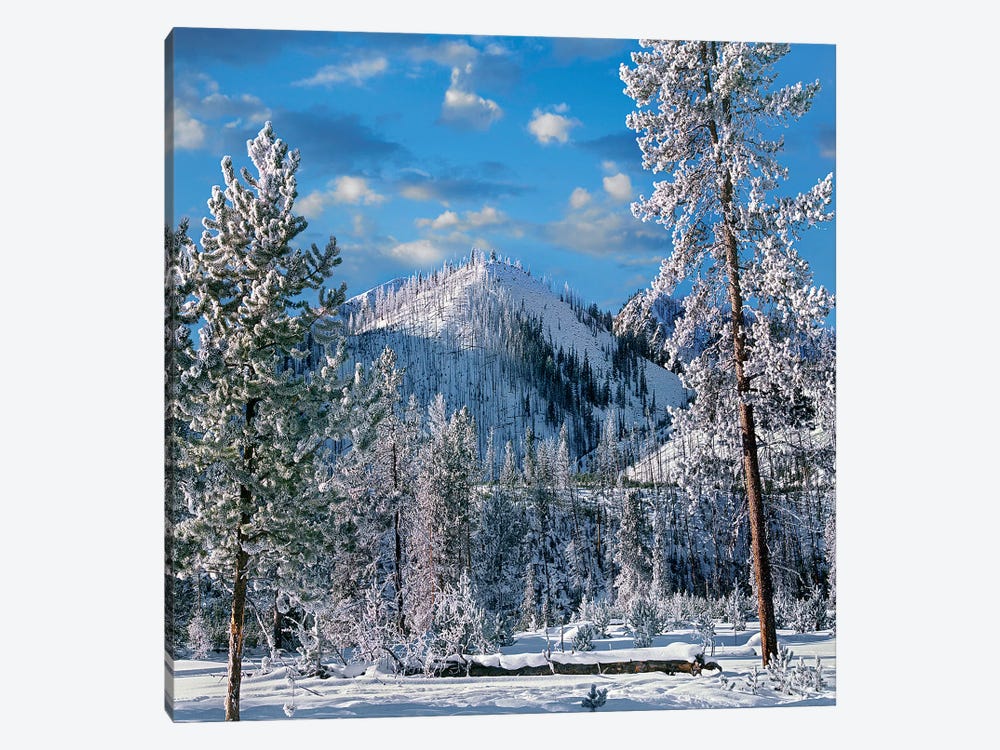 Winter In Yellowstone National Park, Wyoming by Tim Fitzharris 1-piece Canvas Art Print