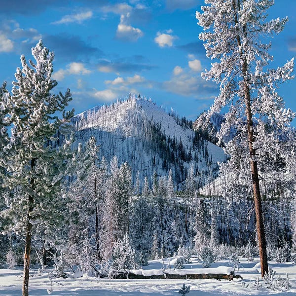 Wyoming: Winter In Yellowstone National Park, Wyoming by Tim Fitzharris