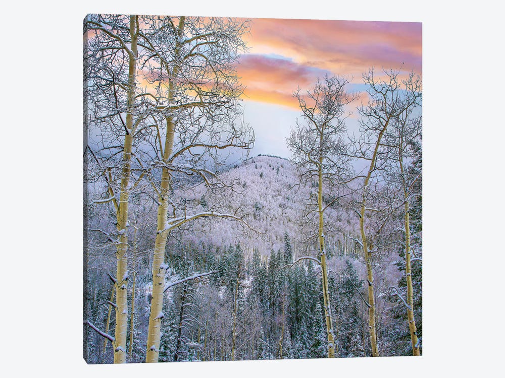 Winter Quaking Aspen, Aspen Vista, Santa Fe National Forest, New Mexico by Tim Fitzharris 1-piece Canvas Print