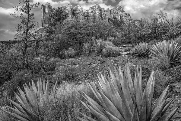 Sedona: Agave, Coffee Pot Rock near Sedona, Arizona by Tim Fitzharris