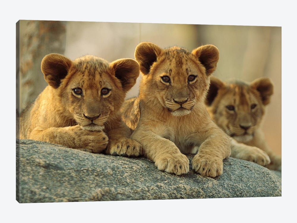 african lion cubs with mother
