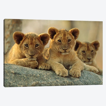 African Lion Three Cubs Resting On A Rock, Hwange National Park, Zimbabwe Canvas Print #TFI14} by Tim Fitzharris Canvas Wall Art