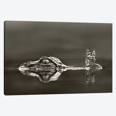 American Alligator with a butterfly on its snout, Everglades National Park, Florida Canvas Print #TFI1500} by Tim Fitzharris Canvas Art