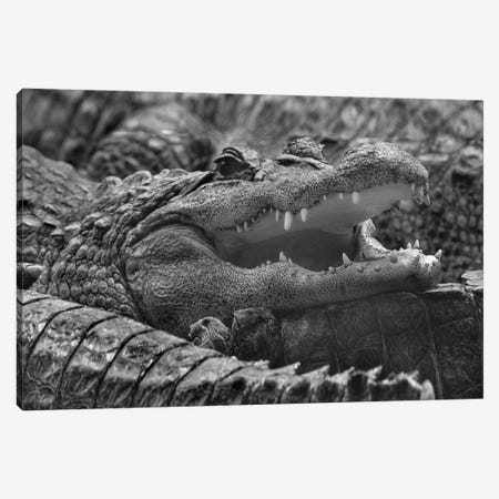American Alligator, Everglades, Florida Canvas Print #TFI1501} by Tim Fitzharris Canvas Artwork