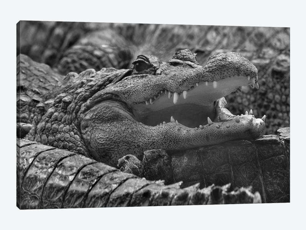 American Alligator, Everglades, Florida by Tim Fitzharris 1-piece Canvas Artwork