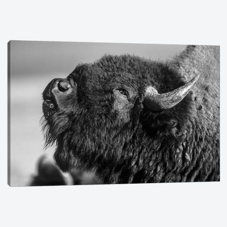 American Bison bull displaying, North America Canvas Print #TFI1502} by Tim Fitzharris Canvas Artwork