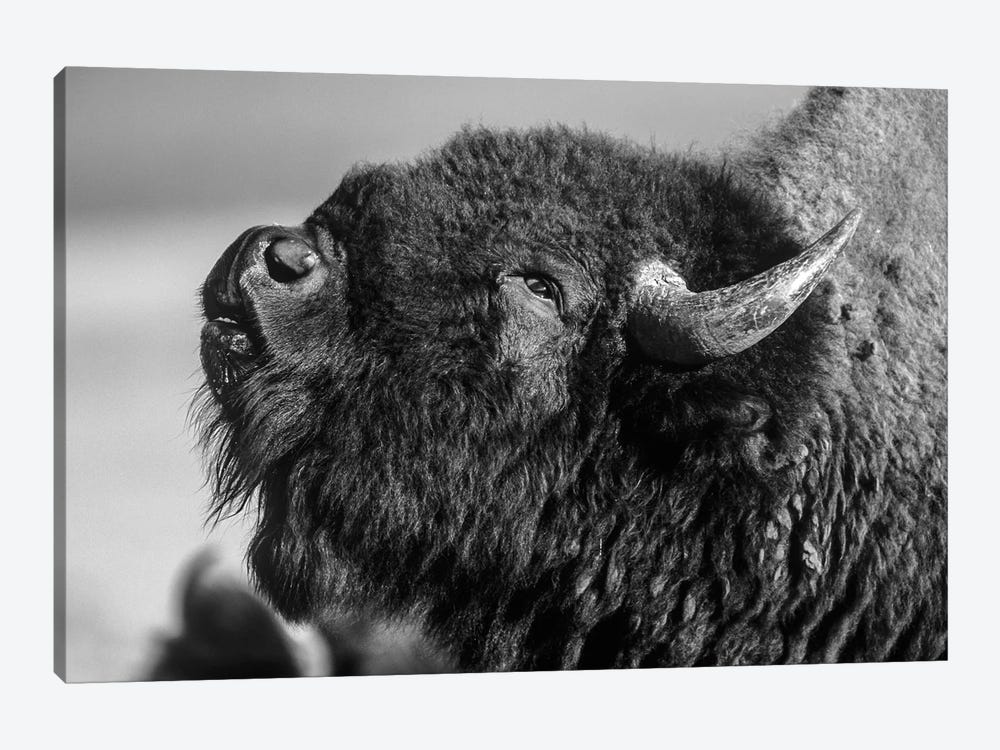 American Bison bull displaying, North America by Tim Fitzharris 1-piece Art Print