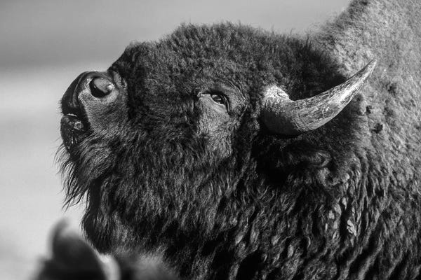Minden Pictures: American Bison bull displaying, North America by Tim Fitzharris