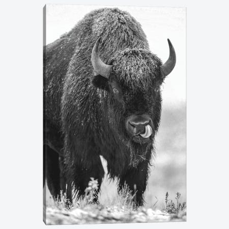 American Bison bull in a snowstorm, North America Canvas Print #TFI1503} by Tim Fitzharris Canvas Art