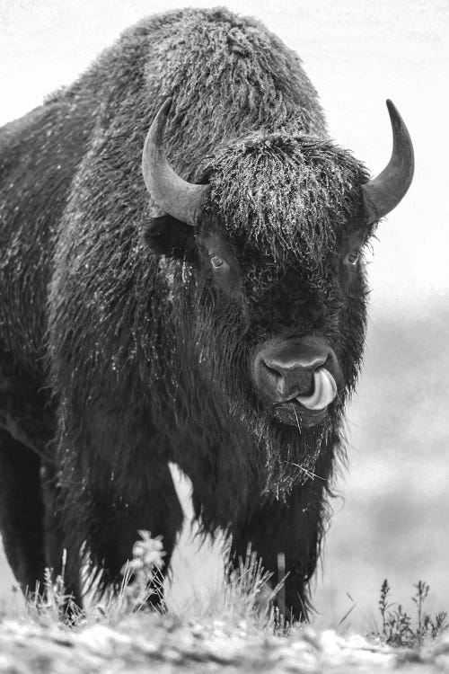 American Bison bull in a snowstorm, North America