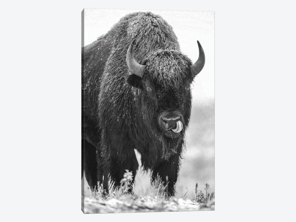 American Bison bull in a snowstorm, North America by Tim Fitzharris 1-piece Canvas Wall Art