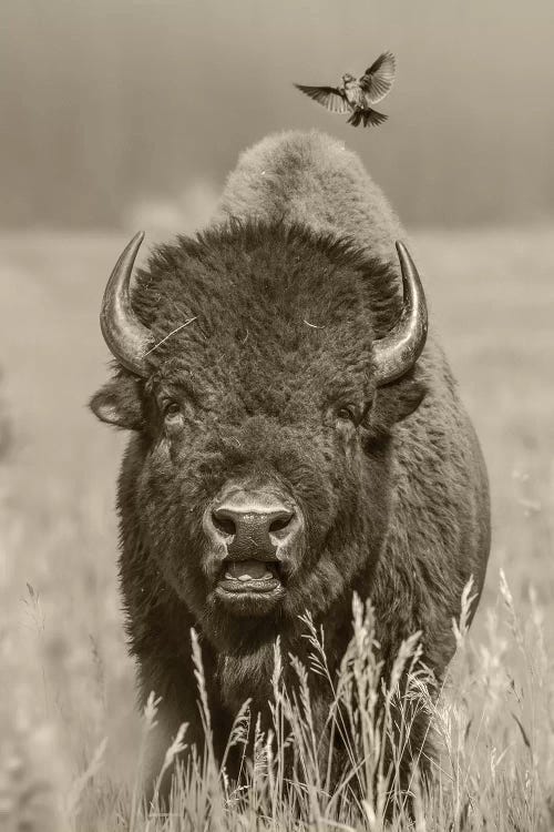 American Bison bull with landing female Brown-headed Cowbird, Grand Teton National Park, Wyoming