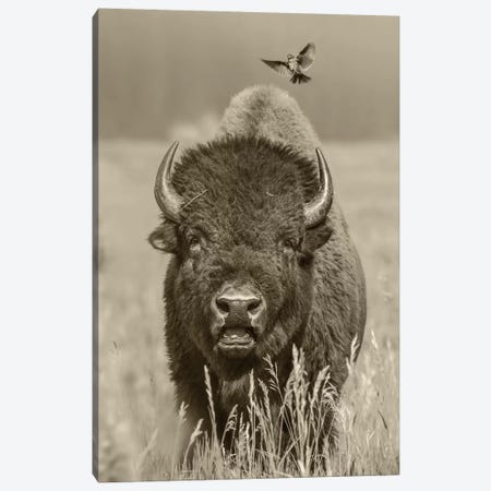 American Bison bull with landing female Brown-headed Cowbird, Grand Teton National Park, Wyoming Canvas Print #TFI1505} by Tim Fitzharris Canvas Print