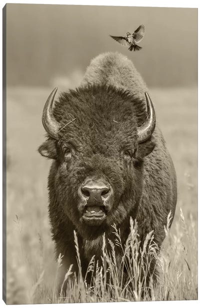 American Bison bull with landing female Brown-headed Cowbird, Grand Teton National Park, Wyoming Canvas Art Print - Bison & Buffalo Art