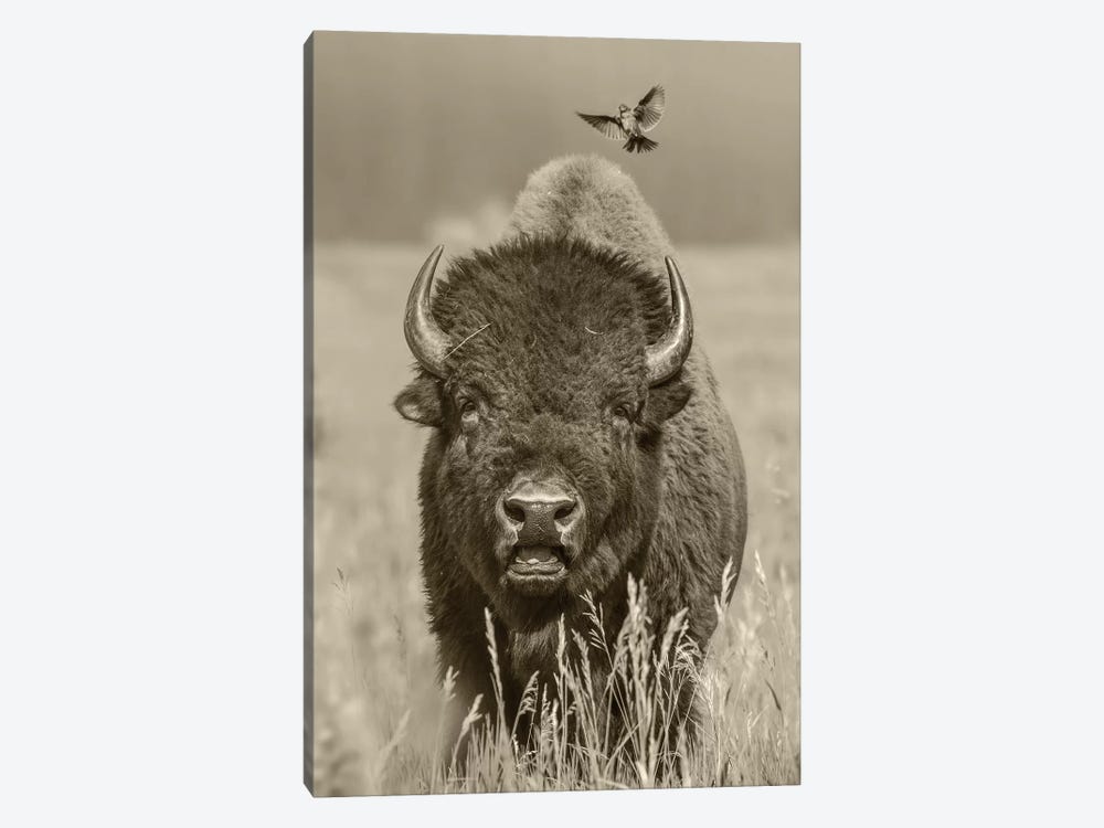American Bison bull with landing female Brown-headed Cowbird, Grand Teton National Park, Wyoming by Tim Fitzharris 1-piece Canvas Art