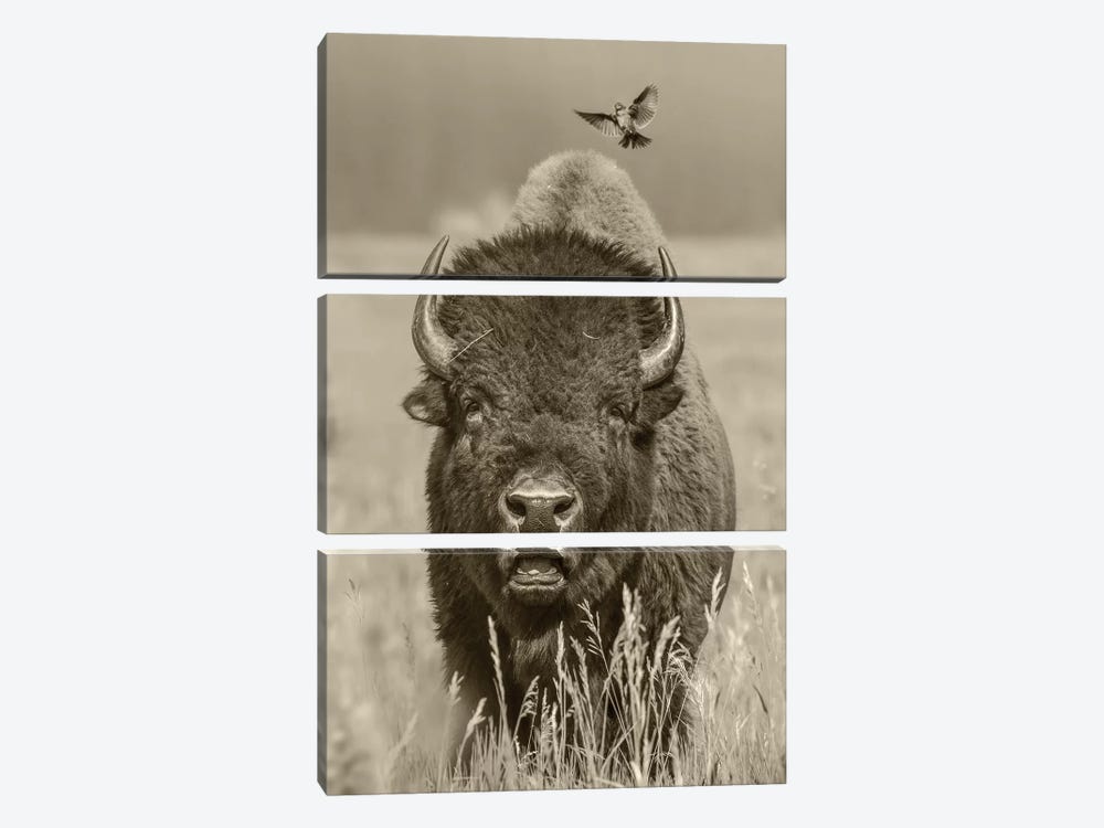 American Bison bull with landing female Brown-headed Cowbird, Grand Teton National Park, Wyoming by Tim Fitzharris 3-piece Canvas Wall Art