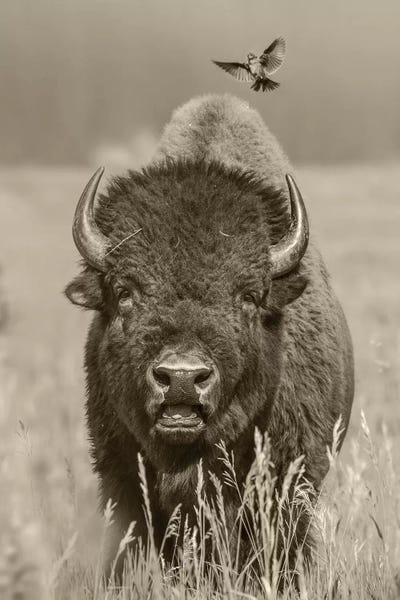 Bison & Buffaloes: American Bison bull with landing female Brown-headed Cowbird, Grand Teton National Park, Wyoming by Tim Fitzharris