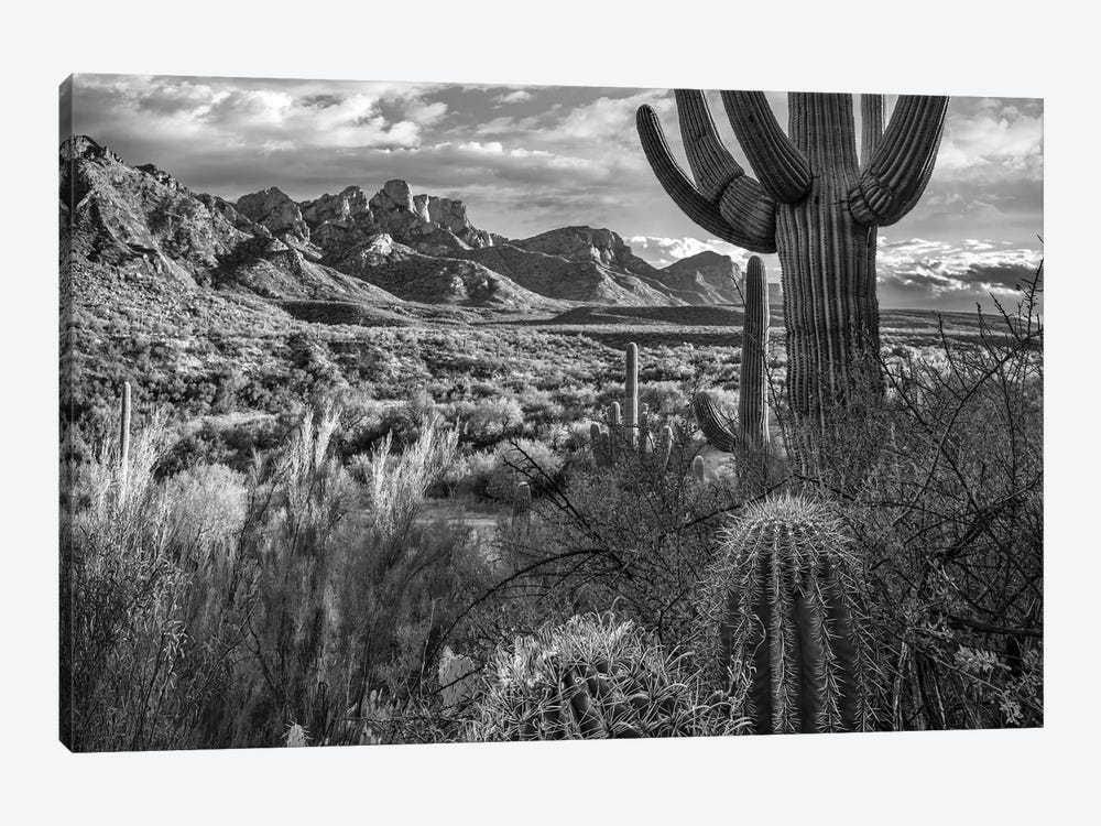 Barrel and Saguaro cacti with the Santa Catalina Mountains, Catalina State Park, Arizona by Tim Fitzharris 1-piece Canvas Art