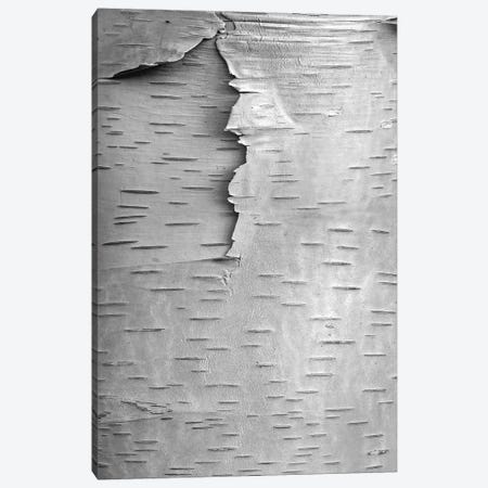 Birch close up of tree trunk, North America Canvas Print #TFI1527} by Tim Fitzharris Canvas Print