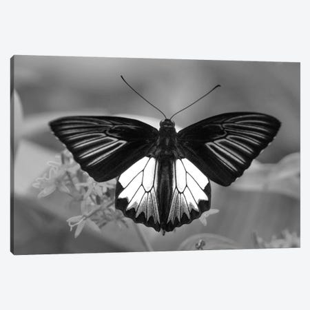 Birdwing Butterfly showing aposematic coloration, Philippines Canvas Print #TFI1530} by Tim Fitzharris Canvas Art Print