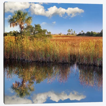 Cabbage Palm In Wetland, Fakahatchee State Preserve, Florida Canvas Print #TFI154} by Tim Fitzharris Canvas Print