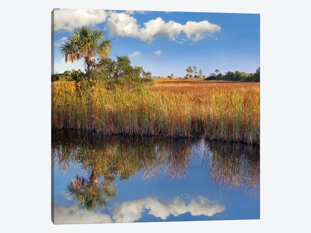 Cabbage Palm In Wetland, Fakahatchee State Preserve, Florida by Tim Fitzharris 1-piece Canvas Wall Art