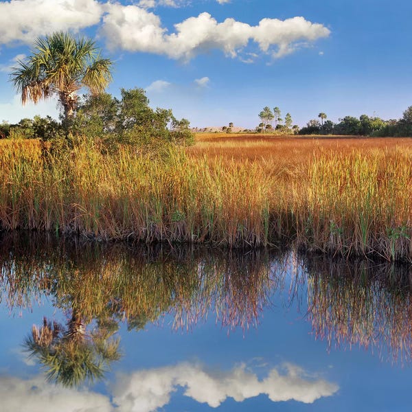 Minden Pictures: Cabbage Palm In Wetland, Fakahatchee State Preserve, Florida by Tim Fitzharris