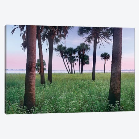 Cabbage Palm Meadow, Myakka River State Park, Florida Canvas Print #TFI155} by Tim Fitzharris Canvas Print
