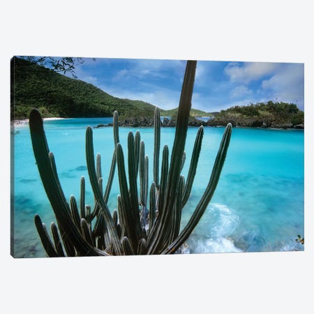 Cactus Growing Along Trunk Bay, Virgin Islands National Park, Virgin Islands Canvas Print #TFI156} by Tim Fitzharris Art Print