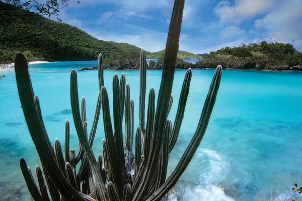 US Virgin Islands: Cactus Growing Along Trunk Bay, Virgin Islands National Park, Virgin Islands by Tim Fitzharris