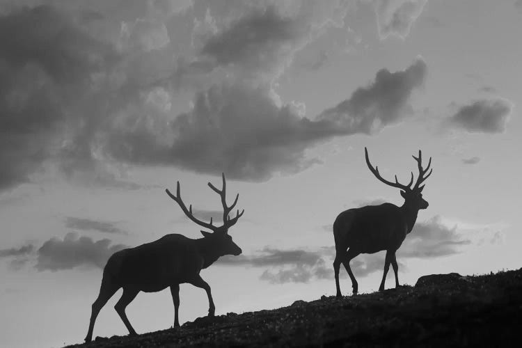 Elk bulls, Rocky Mountain National Park, Colorado