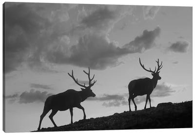 Elk bulls, Rocky Mountain National Park, Colorado Canvas Art Print - Elk Art