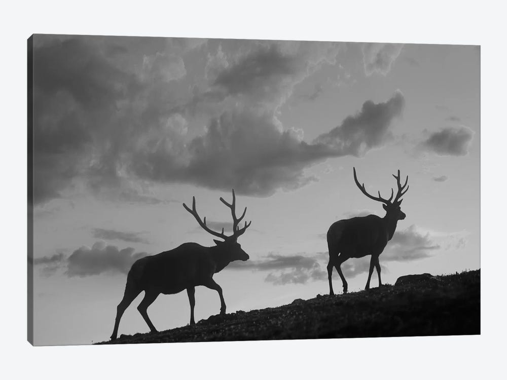 Elk bulls, Rocky Mountain National Park, Colorado by Tim Fitzharris 1-piece Canvas Art Print