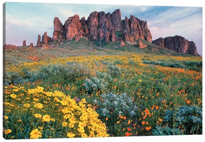 California Brittlebush, Lost Dutchman State Park, Superstition Mountains, Arizona Canvas Art Print - Garden & Floral Landscape Art