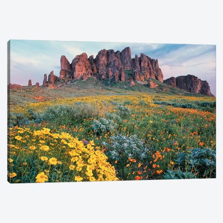 California Brittlebush, Lost Dutchman State Park, Superstition Mountains, Arizona Canvas Print #TFI159} by Tim Fitzharris Canvas Art