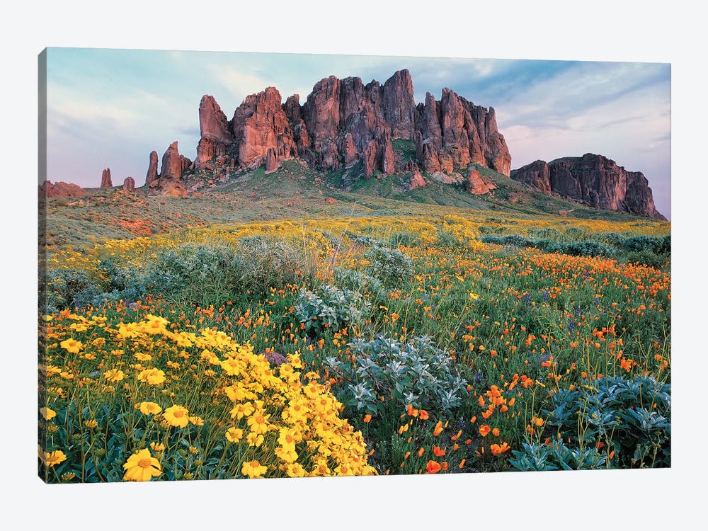 California Brittlebush, Lost Dutchman State Park, Superstition Mountains, Arizona by Tim Fitzharris 1-piece Canvas Print
