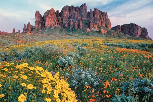 Arizona: California Brittlebush, Lost Dutchman State Park, Superstition Mountains, Arizona by Tim Fitzharris