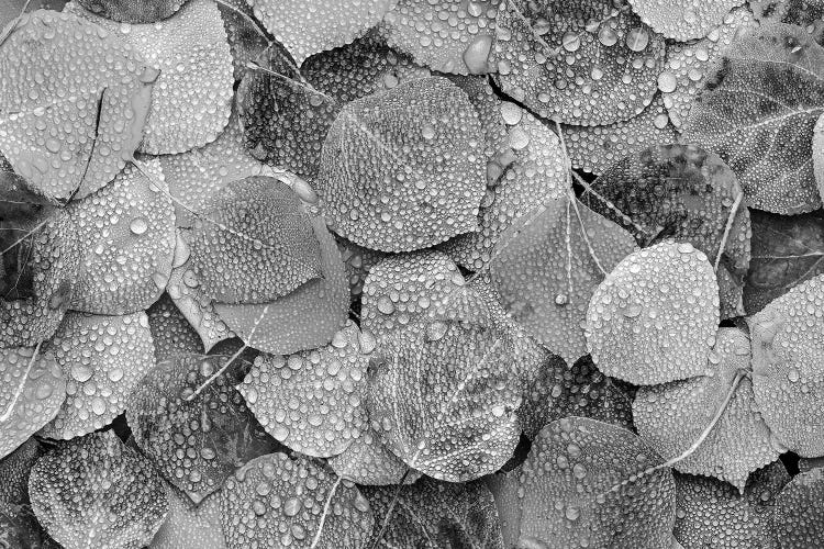 Fallen autumn Aspen leaves covered in dew droplets, Colorado