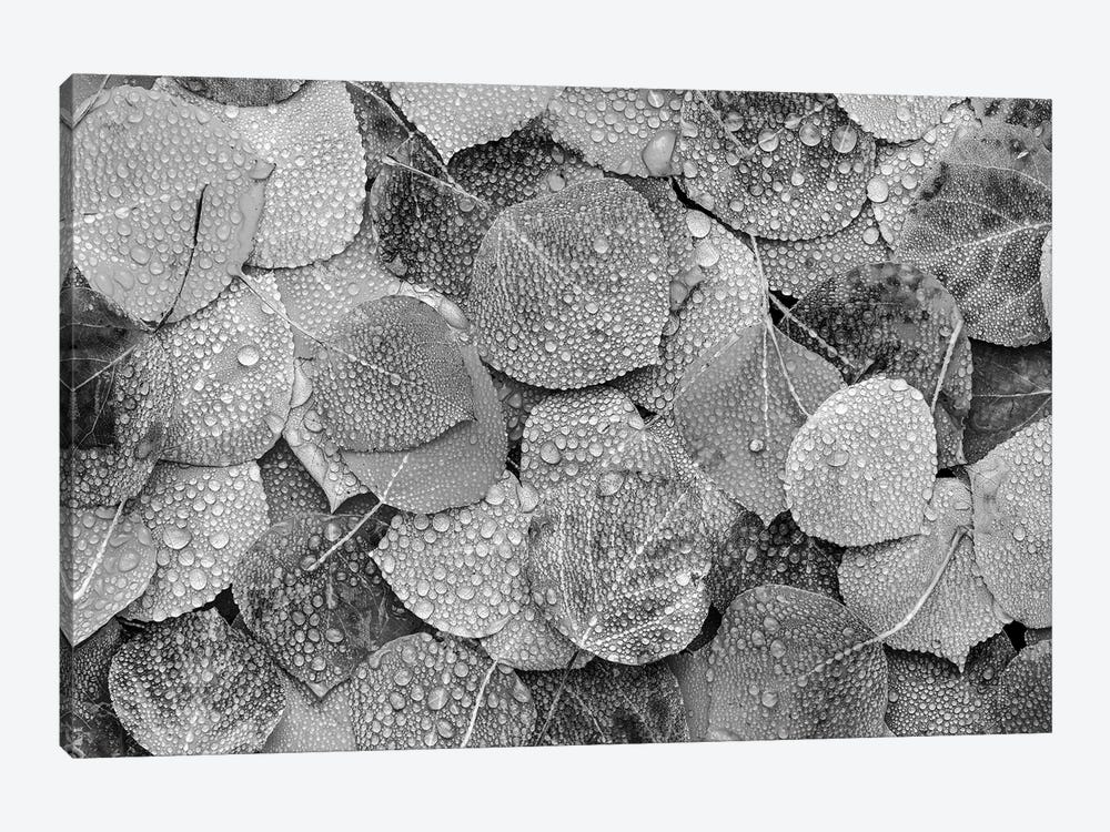 Fallen autumn Aspen leaves covered in dew droplets, Colorado by Tim Fitzharris 1-piece Canvas Print