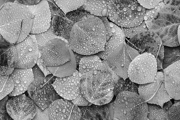 Colorado: Fallen autumn Aspen leaves covered in dew droplets, Colorado by Tim Fitzharris
